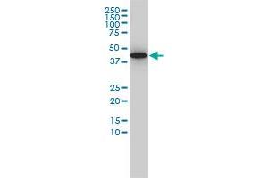 GNA13 monoclonal antibody (M01), clone 6F6-B5 Western Blot analysis of GNA13 expression in HepG2 .