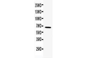 Anti-TRAF5 antibody, Western blotting WB: k562 Cell Lysate (TRAF5 anticorps  (N-Term))