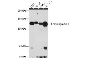 Western blot analysis of extracts of various cell lines, using Chromogranin B antibody (ABIN7266367) at 1:1000 dilution.