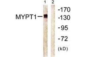 Western blot analysis of extracts from COS7 cells, using MYPT1 (Ab-696) Antibody. (PPP1R12A anticorps  (AA 661-710))
