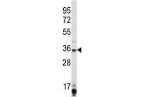 SIRT6 antibody western blot analysis in K562 lysate. (SIRT6 anticorps  (AA 276-305))