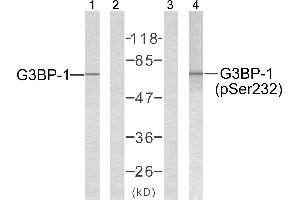 Western blot analysis of extracts from 293 cells using G3BP-1 (Ab-232) antibody (Line 1 and 2) and G3BP-1 (phospho-Ser232) antibody (Line 3 and 4). (G3BP1 anticorps  (pSer232))