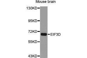 Western Blotting (WB) image for anti-Eukaryotic Translation Initiation Factor 3, Subunit D (EIF3D) antibody (ABIN1876976) (EIF3D anticorps)