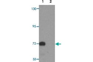 Western blot analysis of TYW4 in rat brain tissue lysate with LCMT2 polyclonal antibody  at 1 ug/mL.