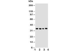 Western blot testing of Bub3 antibody and Lane 1:  HeLa;  2: A549;  3: Jurkat;  4: COLO320 cell lysate
