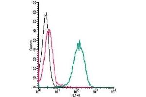 Cell surface detection of 5HT1B Receptor by indirect flow cytometry in live intact human THP-1 monocytic leukemia cells:  (black line) Cells.