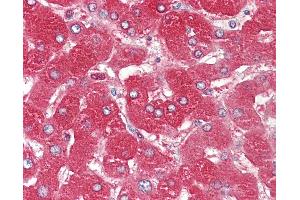 Anti-ORM1 / Orosomucoid antibody IHC of human liver.