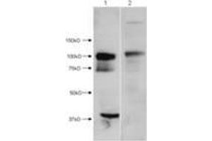 Western Blot of Rabbit anti-HDAC7 antibody. (HDAC7 anticorps  (N-Term))