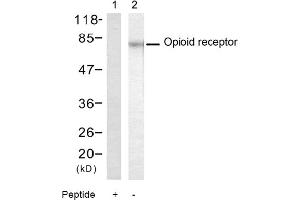 Image no. 1 for anti-Opioid Receptor (Ser375) antibody (ABIN319349) (Opioid Receptor (Ser375) anticorps)