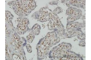 Image no. 1 for anti-3'-phosphoadenosine 5'-phosphosulfate Synthase 2 (PAPSS2) (AA 513-613) antibody (ABIN598592) (PAPSS2 anticorps  (AA 513-613))