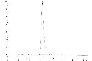 The purity of Human CD7 is greater than 95 % as determined by SEC-HPLC. (CD7 Protein (CD7) (His-Avi Tag))