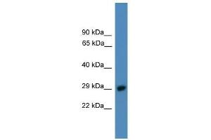PSMD9 antibody used at 0.