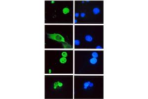 Immunofluorescence (IF) image for anti-Lymphoid Enhancer-Binding Factor 1 (LEF1) (HMG Binding Domain) antibody (ABIN264380) (LEF1 anticorps  (HMG Binding Domain))