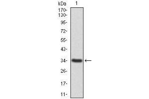 Western blot analysis using ANXA1 mAb against human ANXA1 recombinant protein. (Annexin a1 anticorps  (AA 144-248))