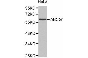 Western Blotting (WB) image for anti-ATP-Binding Cassette, Sub-Family G (WHITE), Member 1 (ABCG1) antibody (ABIN1870730) (ABCG1 anticorps)