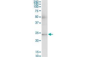 RAB23 MaxPab polyclonal antibody.