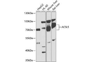 Western blot analysis of extracts of various cell lines, using  antibody (ABIN1678546, ABIN3015435, ABIN3015436 and ABIN6216433) at 1:1000 dilution. (ACSL5 anticorps  (AA 500-739))