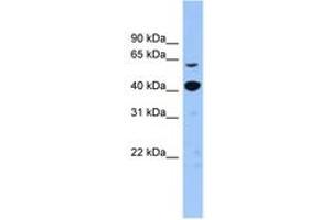 Image no. 1 for anti-Zinc Finger Protein 883 (ZNF883) (N-Term) antibody (ABIN6743576) (ZNF883 anticorps  (N-Term))