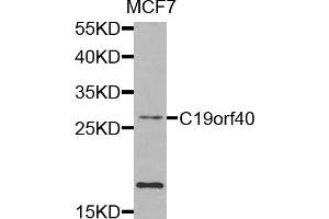 Western blot analysis of extracts of MCF7 cells, using C19orf40 antibody. (FAAP24 anticorps)