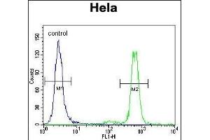 PK3 Antibody (N-term) (ABIN391719 and ABIN2841609) flow cytometric analysis of Hela cells (right histogram) compared to a negative control cell (left histogram). (ERK1 anticorps  (N-Term))
