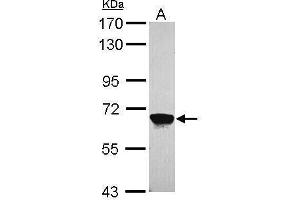 WB Image Sample (30 ug of whole cell lysate) A: A549 7.