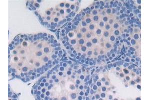 Detection of PROZ in Mouse Testis Tissue using Polyclonal Antibody to Protein Z (PROZ)