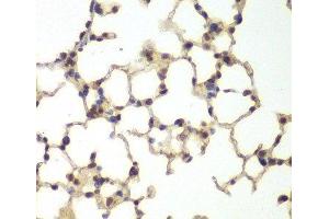 Immunohistochemistry of paraffin-embedded Mouse lung using USF1 Polyclonal Antibody at dilution of 1:200 (40x lens). (USF1 anticorps)