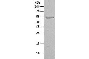 Western Blotting (WB) image for Peptidylprolyl Isomerase (Cyclophilin)-Like 4 (PPIL4) (AA 1-512) protein (His-IF2DI Tag) (ABIN7124345)