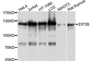Western blot analysis of extract of various cells, using EIF3B antibody. (EIF3B anticorps)