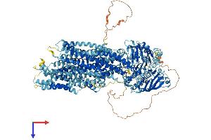 AlphaFold protein structure predicition of Mouse Recombinant Abcc1 Protein, UniprotID O35379