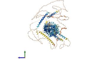 AlphaFold protein structure predicition of Mouse Recombinant Srebf1 Protein, UniprotID Q9WTN3