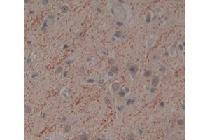 Used in DAB staining on fromalin fixed paraffin- embedded brain tissue (NT5M anticorps  (AA 38-228))