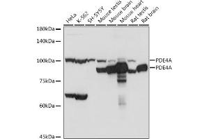 Western blot analysis of extracts of various cell lines, using PDE4A antibody (ABIN7269302) at 1:1000 dilution. (PDE4A anticorps)