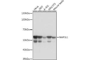 Western blot analysis of extracts of various cell lines, using NL1 Rabbit mAb (ABIN7269060) at 1:1000 dilution. (NAP1L1 anticorps)