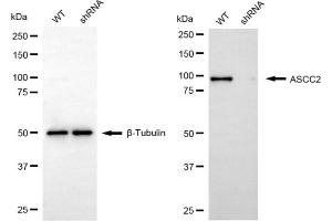 Western blotting analysis using ASCC2 antibody (ABIN7797477). (ASCC2 anticorps)