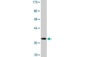 Western Blot detection against Immunogen (40. (MED31 anticorps  (AA 1-131))