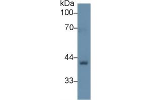 Rabbit Capture antibody from the kit in WB with Positive Control: Human kidney lysate. (Biglycan Kit ELISA)