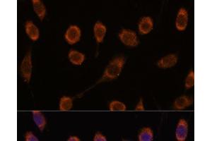 Immunofluorescence analysis of L929 cells using CCT6B Polyclonal Antibody at dilution of 1:100. (CCT6B anticorps)