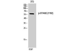Western Blotting (WB) image for anti-Signal Transducing Adaptor Molecule (SH3 Domain and ITAM Motif) 2 (STAM2) (pTyr192) antibody (ABIN3179556) (STAM2 anticorps  (pTyr192))
