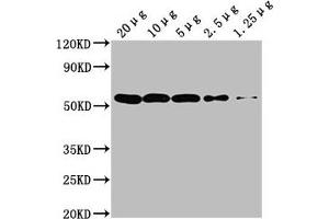 Western Blot Positive WB detected in: Hela whole cell lysate at 20 μg, 10 μg, 5 μg, 2. (TUBA1A anticorps)