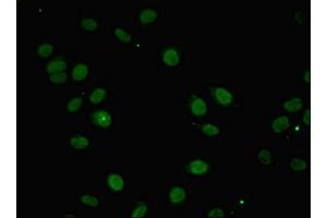 Immunofluorescent analysis of A549 cells using ABIN7156394 at dilution of 1:100 and Alexa Fluor 488-congugated AffiniPure Goat Anti-Rabbit IgG(H+L) (INTS1 anticorps  (AA 451-710))