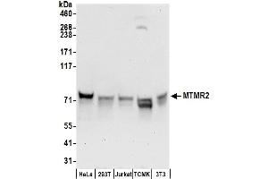 Western Blotting (WB) image for anti-Myotubularin Related Protein 2 (MTMR2) (AA 1-50) antibody (ABIN7452955)