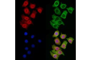 ABIN6266253 and ABIN6277443 staining HepG2 cells by IF/ICC.