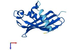 AlphaFold protein structure predicition of Mouse Recombinant Acot13 Protein, UniprotID Q9CQR4