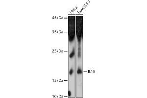 Western blot analysis of extracts of various cell lines, using IL18 antibody (ABIN3021464, ABIN3021465, ABIN3021466 and ABIN1513081) at 1:1000 dilution. (IL-18 anticorps  (AA 37-193))