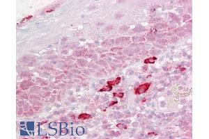 ABIN184743 (2. (DAP3 anticorps  (C-Term))