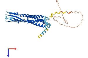AlphaFold protein structure predicition of Human Recombinant SYP Protein, UniprotID P08247