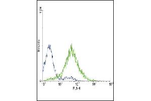 Flow cytometric analysis of CEM cells using EDNRA Antibody (Center) (green histogram) compared to a negative control cell (blue histogram). (Endothelin-1 Receptor anticorps  (AA 125-154))