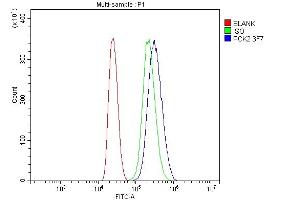 anti-phosphoenolpyruvate Carboxykinase 2 (Mitochondrial) (PEPCK) (AA 1-640) antibody