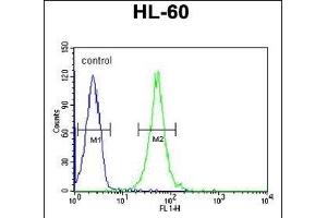 RGR Antibody (Center) (ABIN653851 and ABIN2843113) flow cytometric analysis of HL-60 cells (right histogram) compared to a negative control cell (left histogram). (RGR anticorps  (AA 265-291))